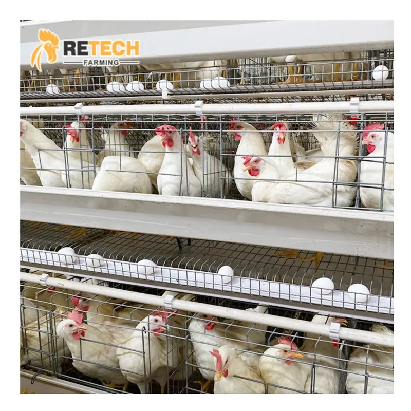 Farming Africa - Automatic Egg Layer Chicken Cage Poultry