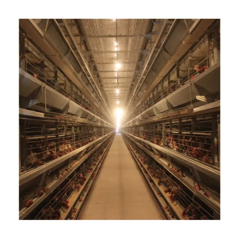 TIANRUI New Automatic Egg Laye - Farming Africa 评论和价格
