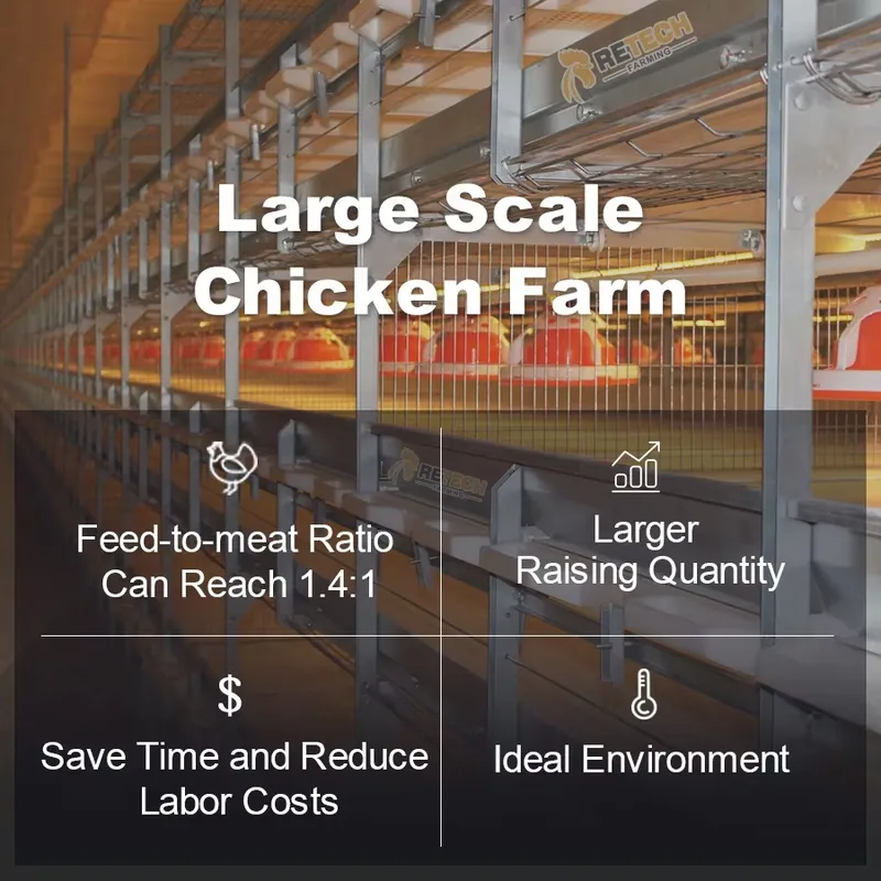 Automatic H Type Broiler Chick - Farming Africa 评论和价格