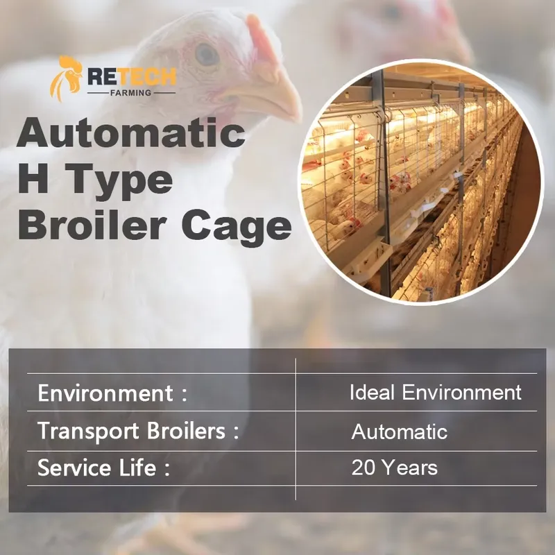 Automatic H Type Broiler Chick - Farming Africa 评论和价格