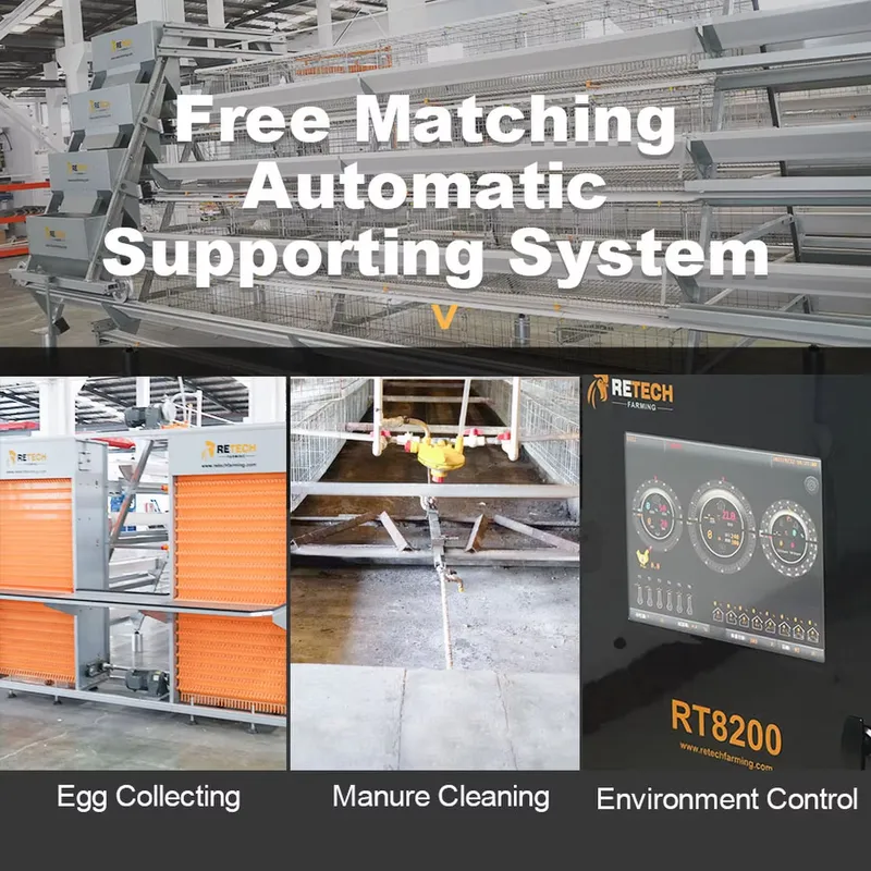 Automatic Egg Layer Chicken Ca - Farming Africa 评论和价格
