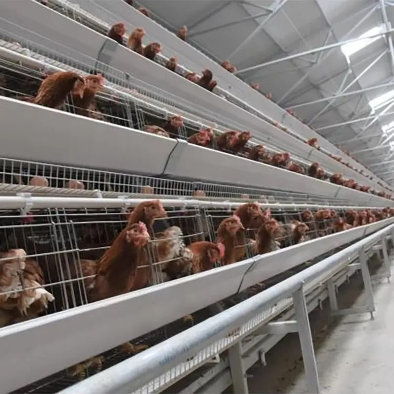 H Type Layer Cages for Poultry - Farming Africa 评论和价格
