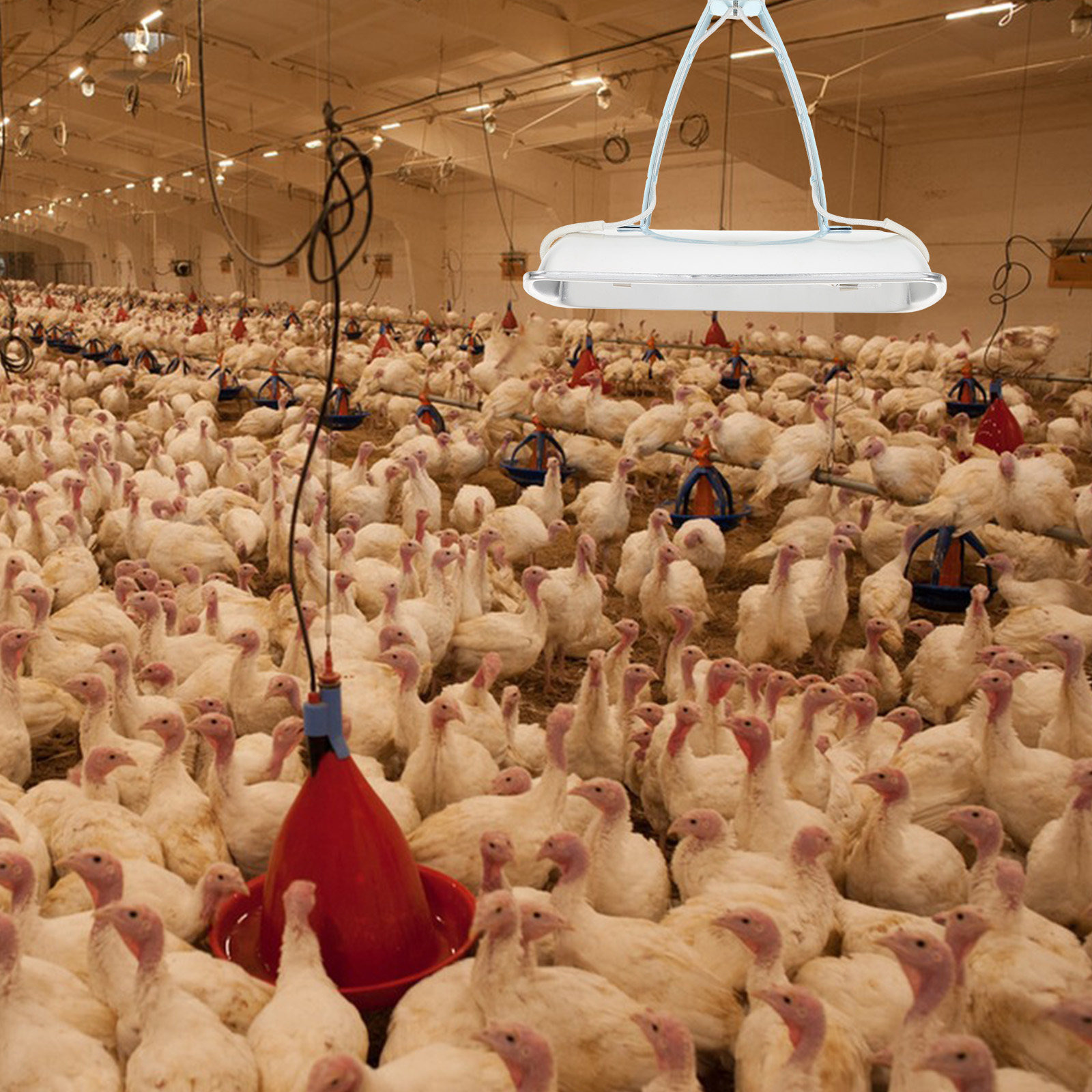 Pig Farm Preservation Lamp Chi - Farming & Agriculture Word Stacks 评论和价格